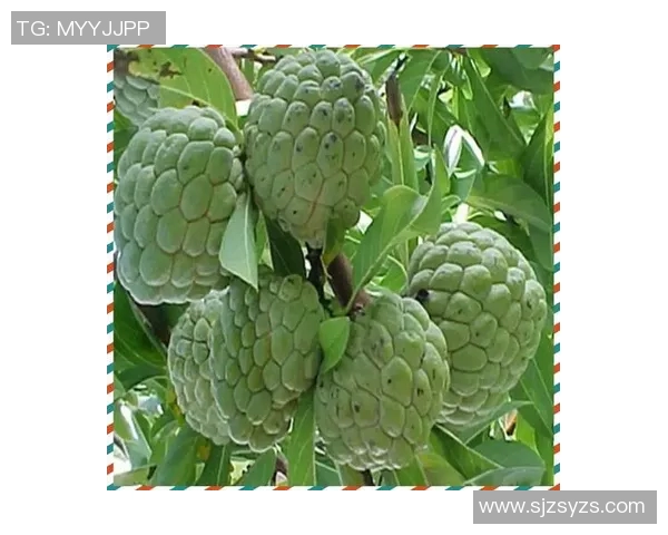 水果的奇妙世界:探索不同种类水果的营养价值与健康益处 水果的奇妙世界:探索不同种类水果的营养价值与健康益处