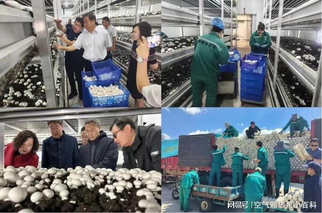 18luck新利科技兴农新范例！纽恩泰氛围能让大棚蘑菇高产又优良